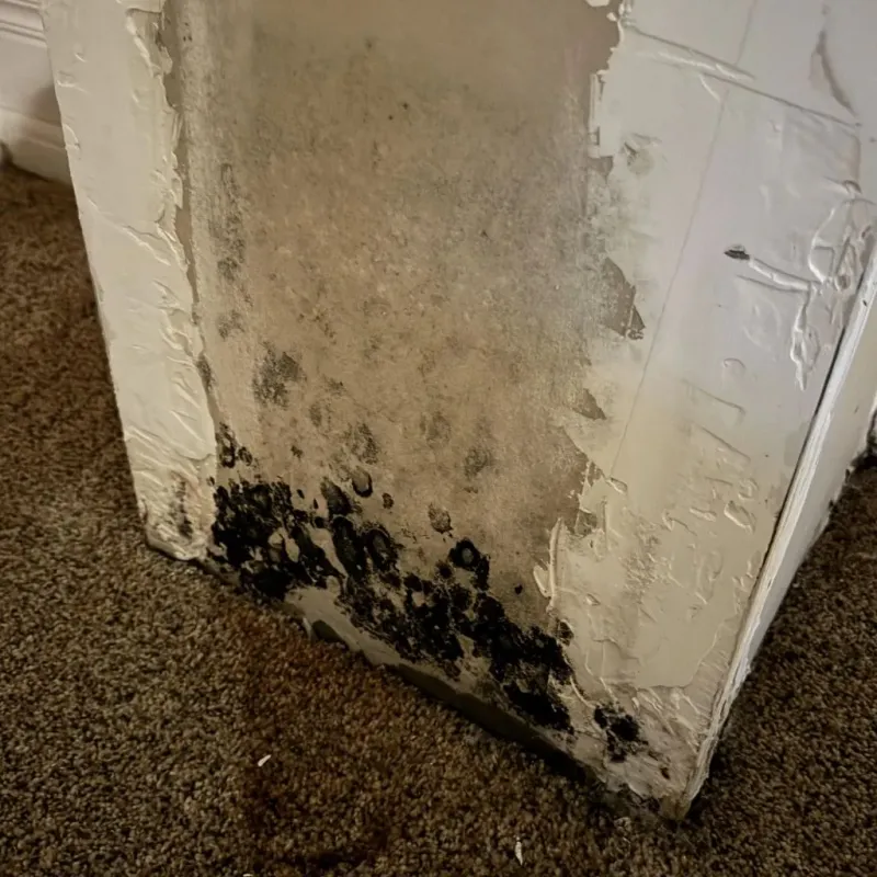 Professional Mold Removal in Forest Oaks, NC